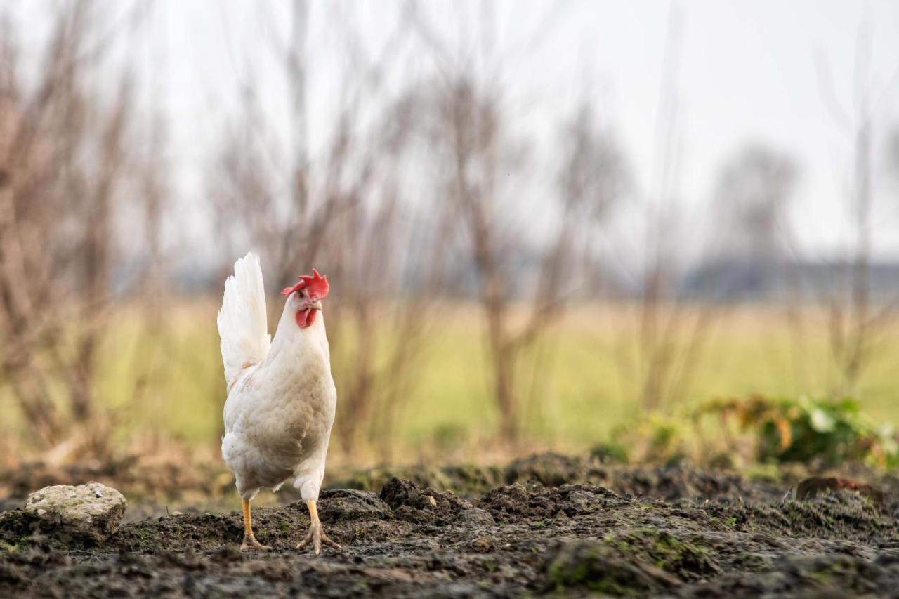 B&B Boerderij Zonneveld Rossum  Luaran gambar